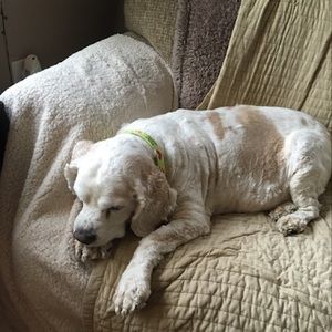 Meet your Posher, Carol